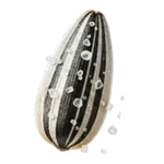 تخمه آفتابگردان