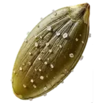 مغز تخمه کدو