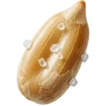 مغز تخمه آفتابگردان